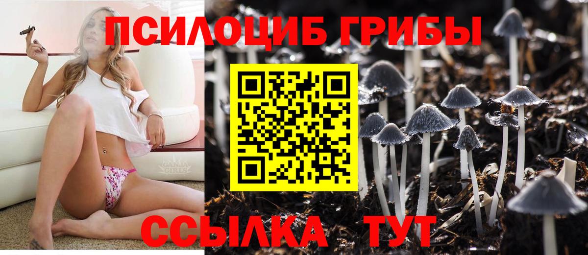 Галлюциногенные грибы Psilocybine cubensis Алексин